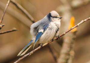Cyanistes cyanus tianschanicus