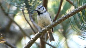 Lophophanes cristatus