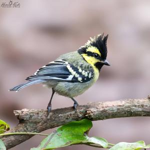 Machlolophus xanthogenys