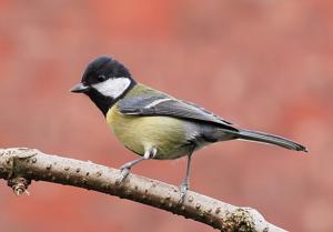 Parus major
