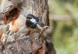 Periparus ater rufipectus