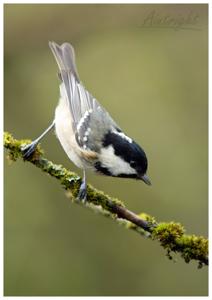 Periparus ater