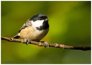 Periparus ater