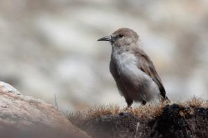 utils/thumbs/Paridae/Pseudopodoces_Q45Re4gqp34qUbmJAL8pcW.jpg