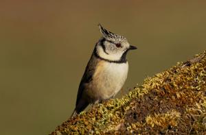 Lophophanes cristatus