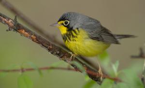 utils/thumbs/Parulidae/Cardellina_EwprG2d6pjs3dLteUbncDK.jpg