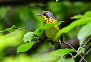 Cardellina canadensis