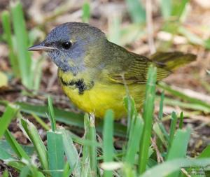 Geothlypis philadelphia