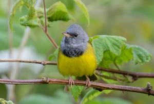 Geothlypis philadelphia