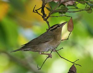 utils/thumbs/Parulidae/Helmitheros_Kh6FosF4C9BZW56VWWGLWf.jpg