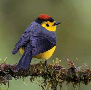 utils/thumbs/Parulidae/Myioborus_HHWPXRnDaY2ceT5euGB5o7.jpg