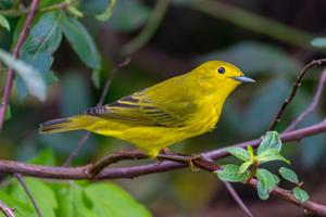 Setophaga petechia