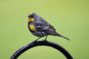 Setophaga coronata