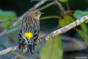 utils/thumbs/Parulidae/Setophaga_jTjXN7PdGfi3PfQrLsye88.jpg