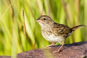 Ammodramus humeralis humeralis