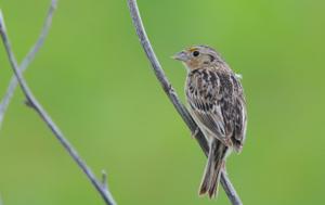 Ammodramus savannarum