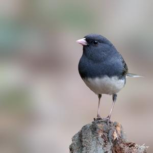 Junco hyemalis