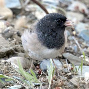 Junco hyemalis