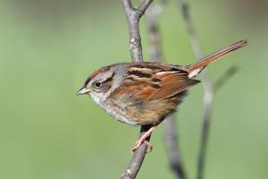 Melospiza georgiana