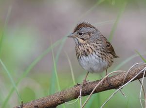 utils/thumbs/Passerellidae/Melospiza_Q6webz9nbgap4NmP5L28zw.jpg
