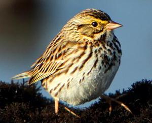 Passerculus sandwichensis