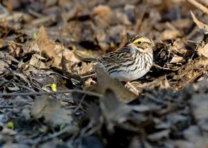 Passerculus sandwichensis