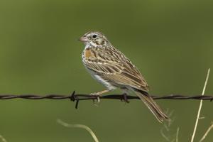 Pooecetes gramineus