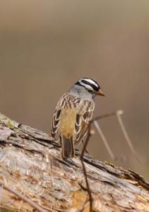 Zonotrichia leucophrys