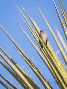 Zonotrichia leucophrys