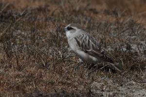 utils/thumbs/Passeridae/Onychostruthus_RmjKNrxgZRr97Xj3xQgsFs.jpg