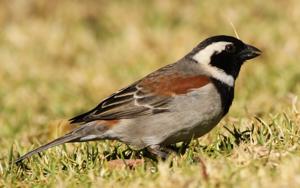 Passer melanurus