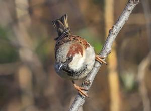 Passer domesticus