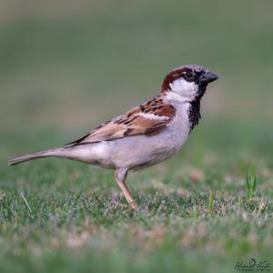 Passer domesticus