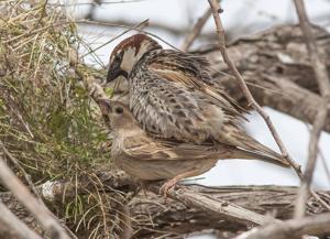 Passer hispaniolensis transcaspicus