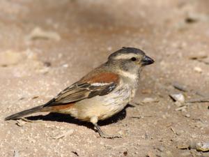 Passer melanurus