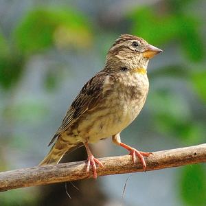 utils/thumbs/Passeridae/Petronia_ifDvitK2fxWEWDqyGQGTXN.jpg