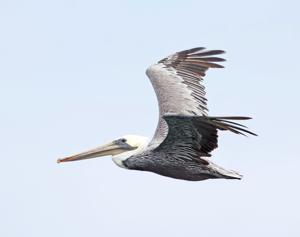 Pelecanus occidentalis californicus
