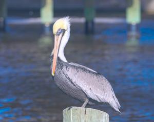 Pelecanus occidentalis