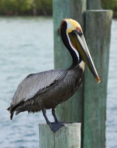 Pelecanus occidentalis carolinensis