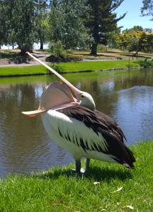 utils/thumbs/Pelecanidae/Pelecanus_e8yTJcQXajMv7jmWz6BgTb.jpg