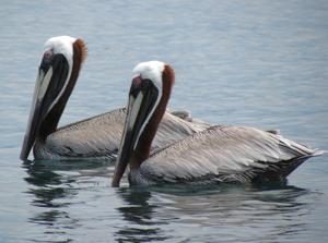Pelecanus occidentalis occidentalis