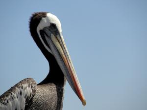 Pelecanus thagus