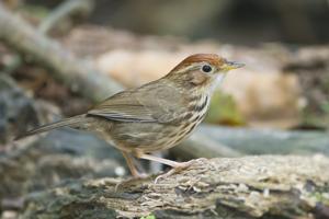 Pellorneum ruficeps
