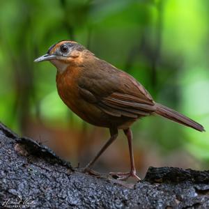 Pellorneum capistratum