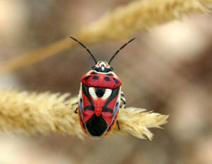 utils/thumbs/Pentatomidae/Eurydema_bTpntR2Xb26M9NDLNHNTYA.jpg