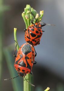 Eurydema ornata
