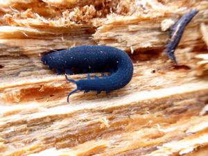 utils/thumbs/Peripatopsidae/Euperipatoides_NVjSb78e6YFBFtZPyDzB5d.jpg