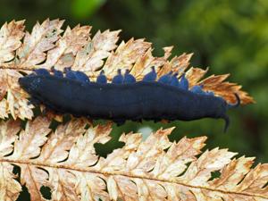 Peripatoides indigo
