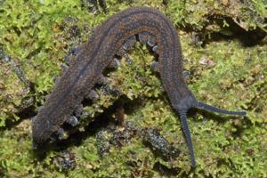 utils/thumbs/Peripatopsidae/Peripatoides_L7iQB2BMtEaud9fQN7GYCc.jpg