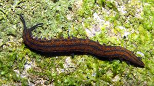 Peripatoides novaezealandiae